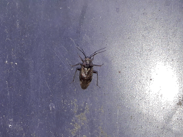 Lygus rugulipennis - molyhos mezeipoloska