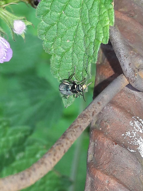 Melyridae - sziklaibogár-félék