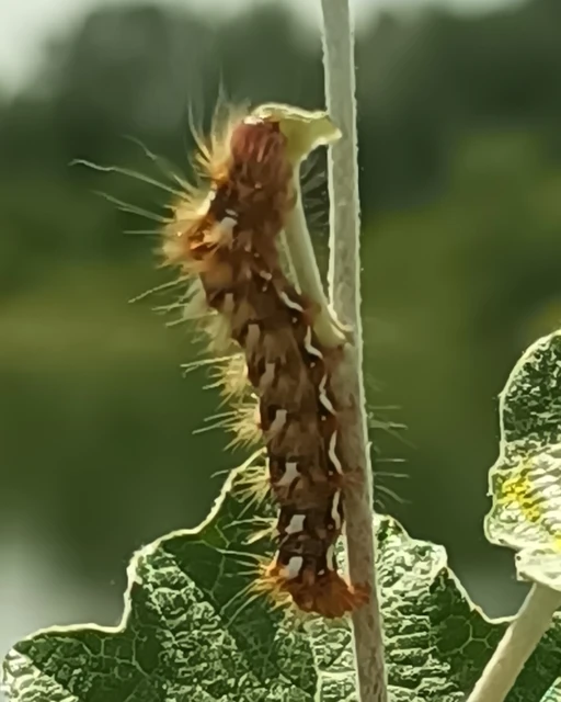 Acronicta rumicis - sóska-szigonyosbagoly