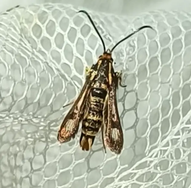 Sesiidae - szitkárfélék
