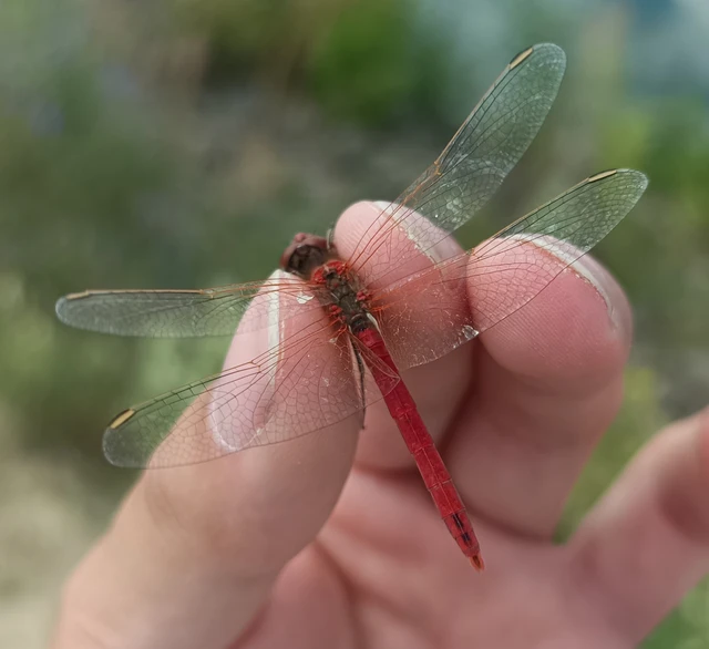Sympetrum fonscolombii - vándor katona-szitakötő