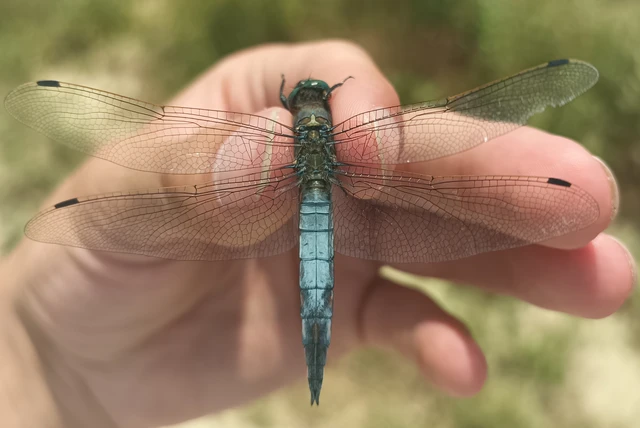 Orthetrum cancellatum - feketefarkú pásztorszitakötő