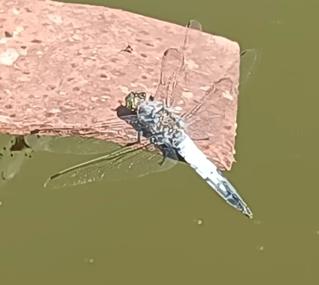 Orthetrum cancellatum - feketefarkú pásztorszitakötő