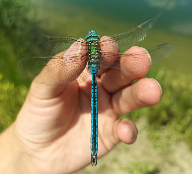 Anax imperator - zöld óriásacsa