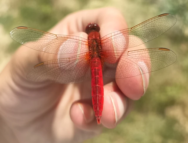 Crocothemis erythraea - skarlát szitakötő