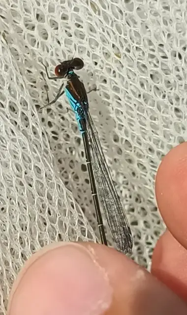 Erythromma viridulum - kis pirosszemű-légivadász