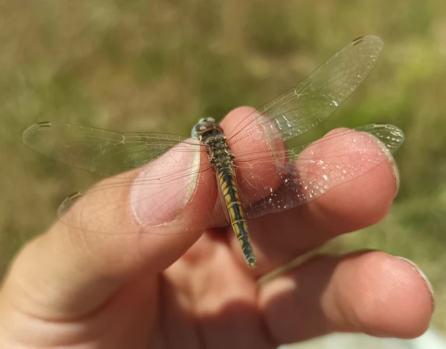 Selysiothemis nigra - vándor árnyszitakötő