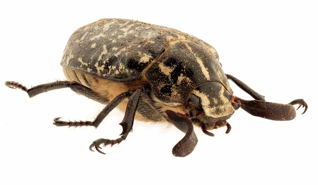 Polyphylla fullo - csapó cserebogár