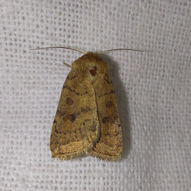 Hoplodrina octogenaria - barna selymesbagoly