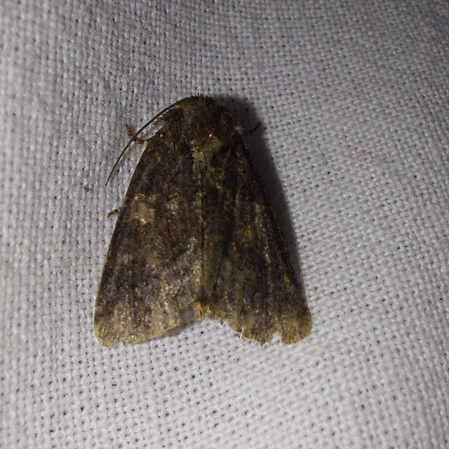 Oligia strigilis/latruncula/versicolor