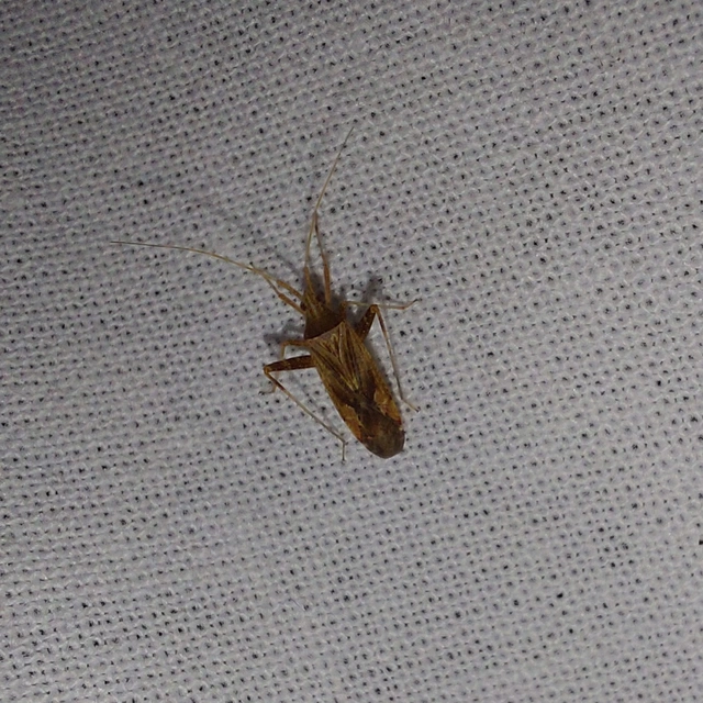 Phytocoris