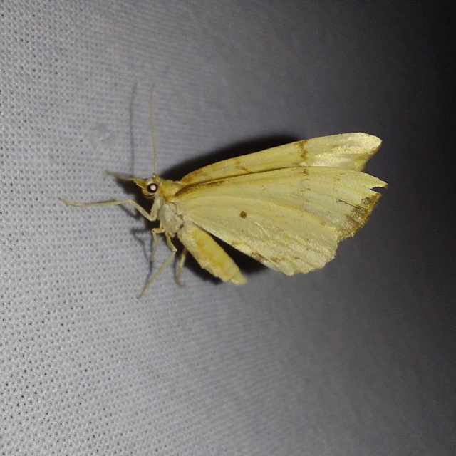 Eulithis pyraliata - sárga galajaraszoló