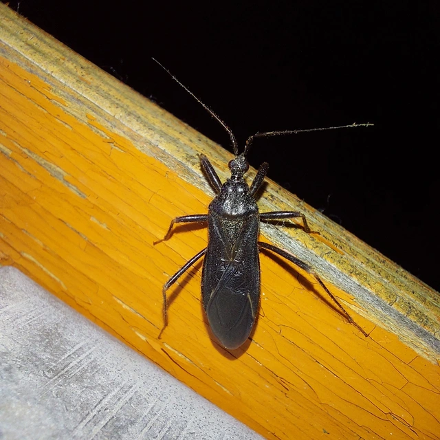 Reduvius personatus - szemetes zugpoloska
