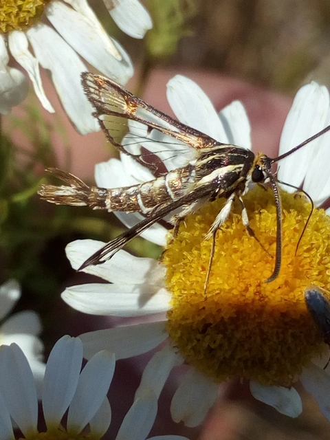 Sesiidae - szitkárfélék