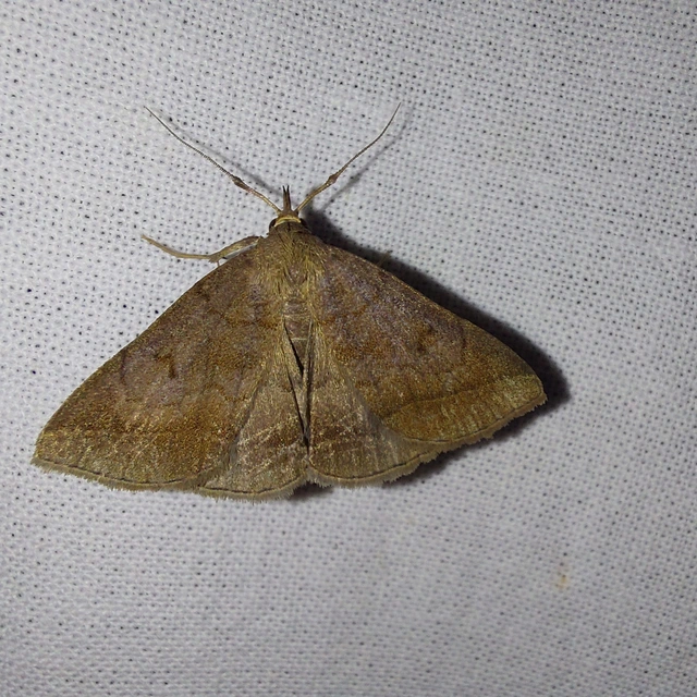 Zanclognatha lunalis - pelyheslábú karcsúbagoly