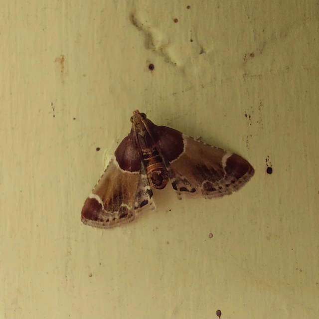 Pyralis farinalis - lisztilonca