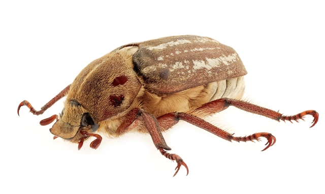 Anoxia orientalis - keleti cserebogár