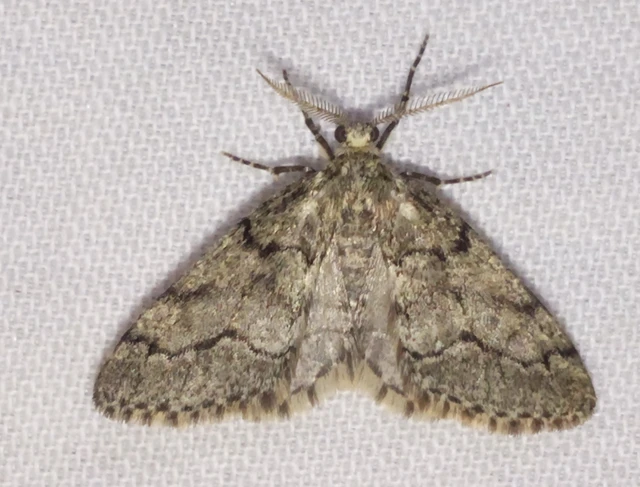 Tephronia sepiaria/Eumannia lepraria
