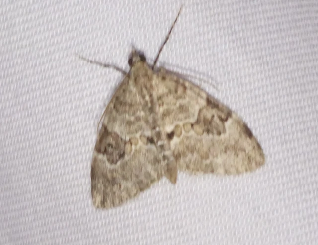 Thera variata/britannica