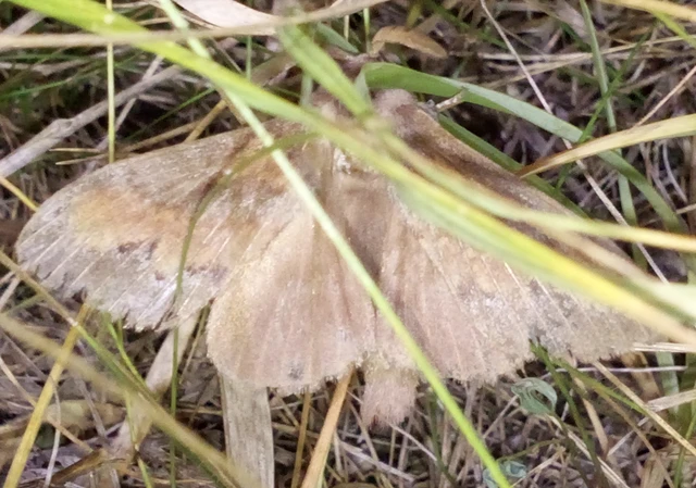 Dendrolimus pini - fenyőpohók