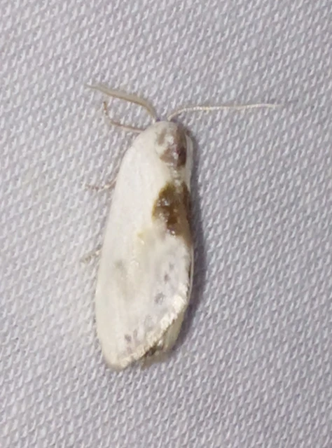 Cilix glaucata - törpe sarlósszövő