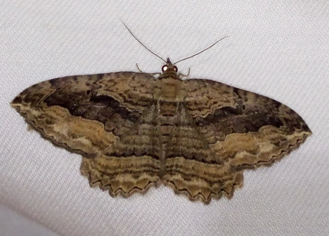 Philereme transversata - varjútövis-araszoló