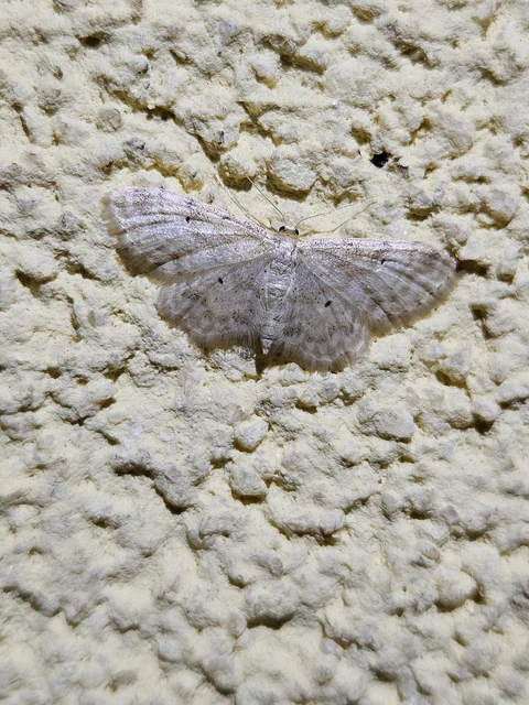 Idaea fuscovenosa - szürkeszélű apróaraszoló