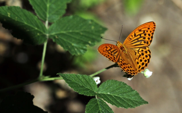 Argynnis paphia - nagy gyöngyházlepke