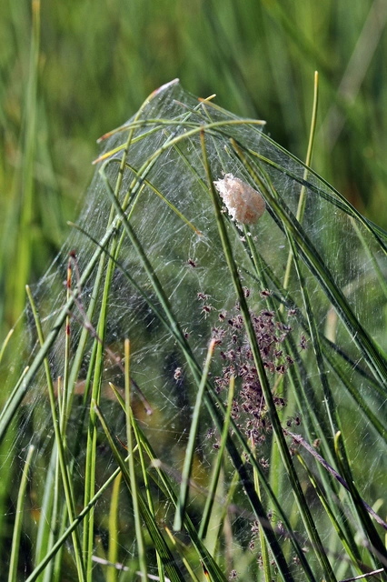 Pisaura mirabilis - csodáspók