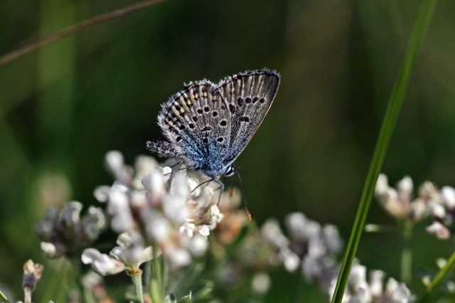 Plebejus argus - ezüstös boglárka