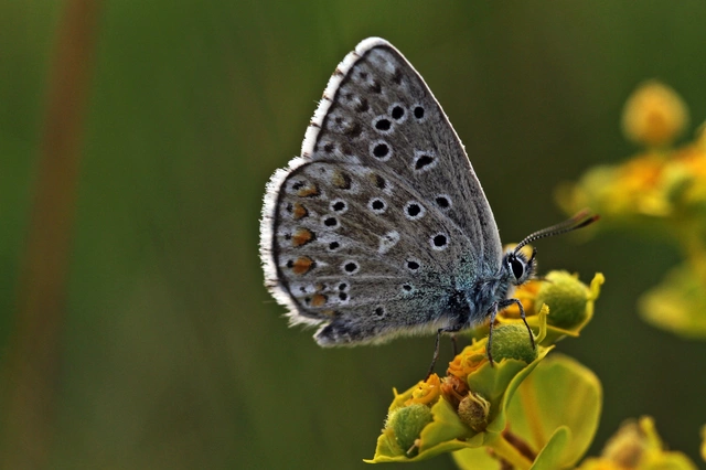 Polyommatus bellargus - égszínű boglárka