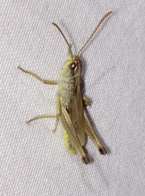 Pseudochorthippus parallelus - közönséges rétisáska