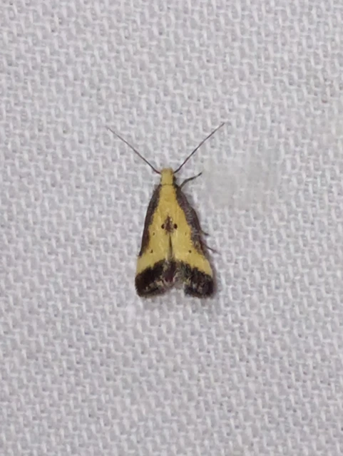 Brachmia dimidiella - citromkocsord-lápimoly