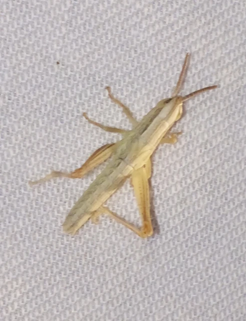 Euchorthippus