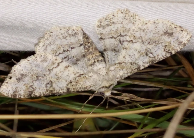 Ascotis selenaria - holdas faaraszoló
