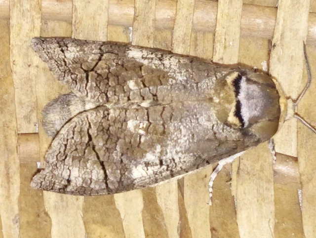 Cossus cossus - fűzfarontólepke