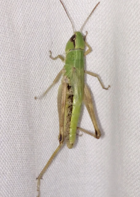 Pseudochorthippus parallelus - közönséges rétisáska