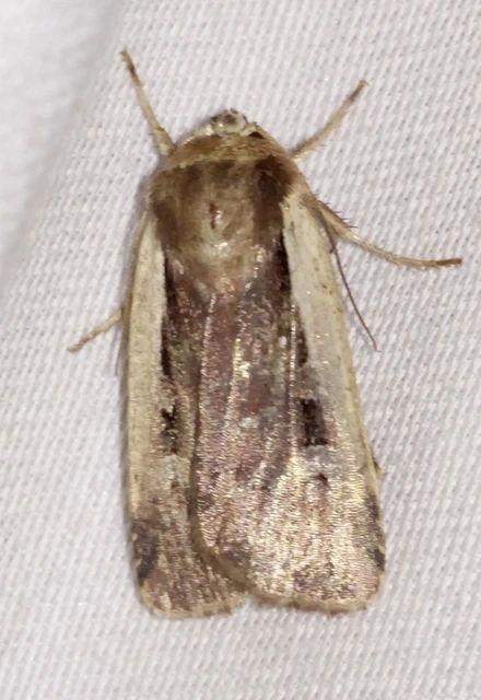 Ochropleura plecta - fehérszegélyű fűbagoly