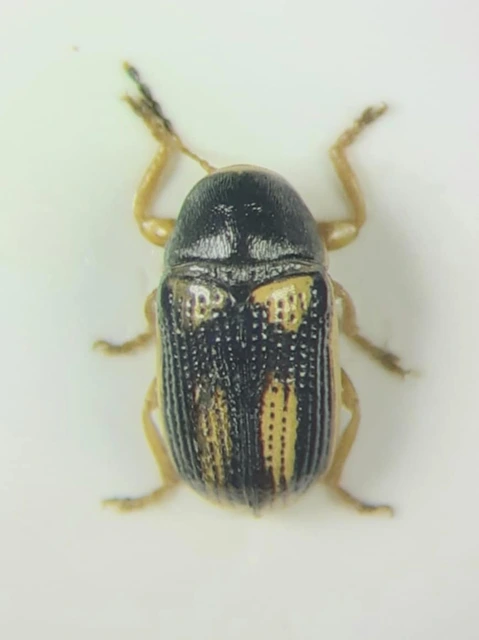 Cryptocephalus elegantulus - sárgaszegélyű zömökbogár