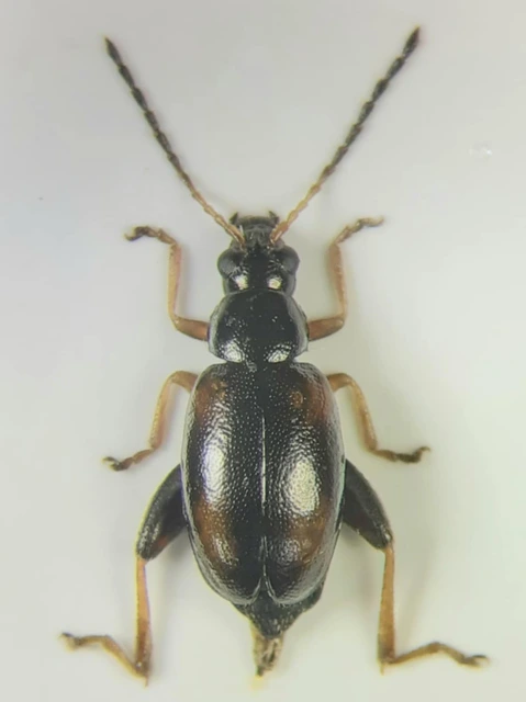 Longitarsus quadriguttatus