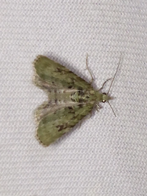 Chloroclystis v-ata - zöldes törpearaszoló