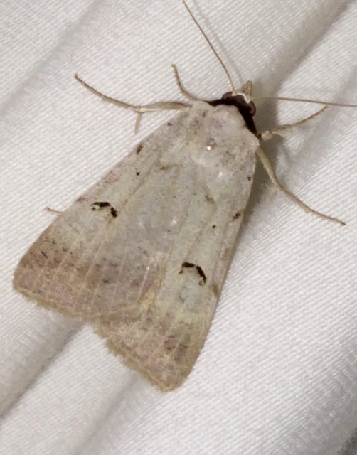 Lygephila craccae - gyakori csüdfűbagoly