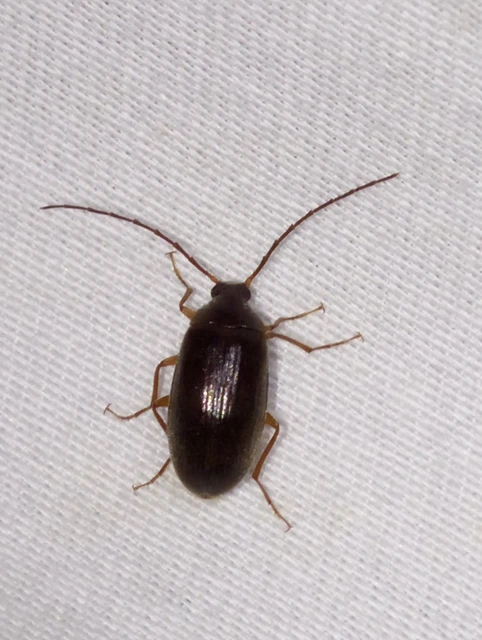Hymenalia rufipes - rőtlábú alkonybogár