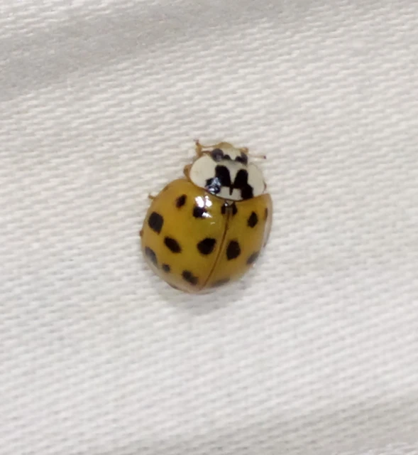 Harmonia axyridis - harlekinkatica