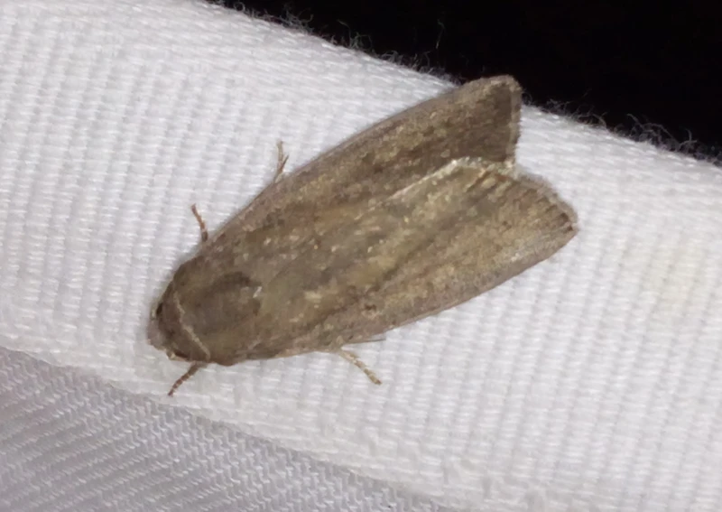 Proxenus hospes - déli lápibagoly