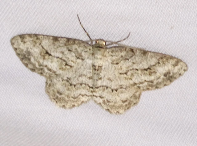 Ectropis crepuscularia - avararaszoló