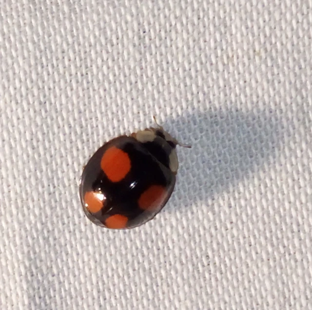 Harmonia axyridis - harlekinkatica