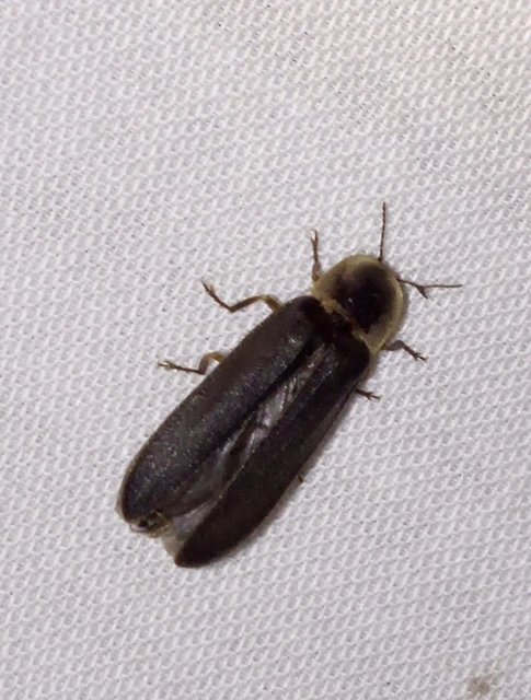 Lampyris noctiluca - nagy szentjánosbogár