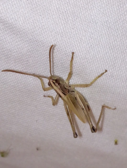 Pseudochorthippus parallelus - közönséges rétisáska