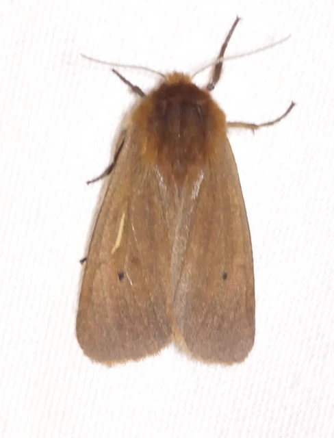 Phragmatobia fuliginosa - füstös medvelepke